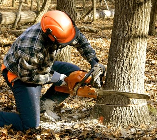 Tree Removal in Blanchard, MI